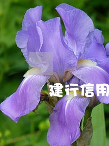 建行信用卡规最长逾期