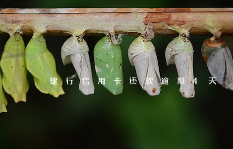 建行信用卡还款逾期4天