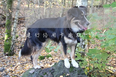 建行信用卡逾期11天 建行信用卡逾期11天