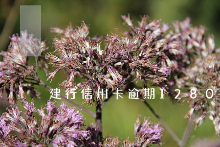 建行信用卡逾期1280天 建行信用卡逾期1280天