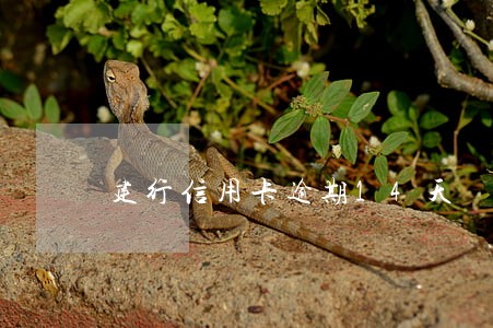 建行信用卡逾期14天 建行信用卡逾期14天
