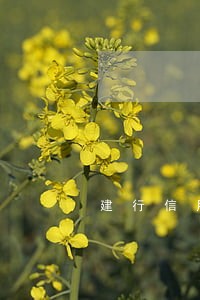 建行信用卡逾期2天后果 建行信用卡逾期2天后果
