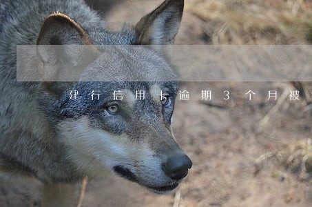 建行信用卡逾期3个月被销卡 建行信用卡逾期3个月被销卡