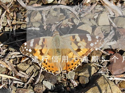 建行信用卡逾期5个月了 建行信用卡逾期5个月了