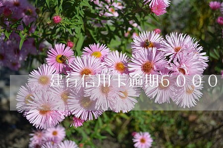 建行信用卡逾期6000 建行信用卡逾期6000