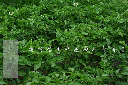 建行信用卡逾期8个月了 建行信用卡逾期8个月了