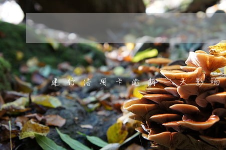 建行信用卡逾期一天影响大吗