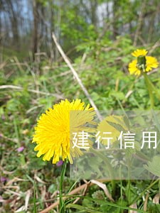 建行信用卡逾期一百天