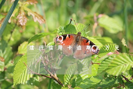建行信用卡逾期三万元 建行信用卡逾期三万元