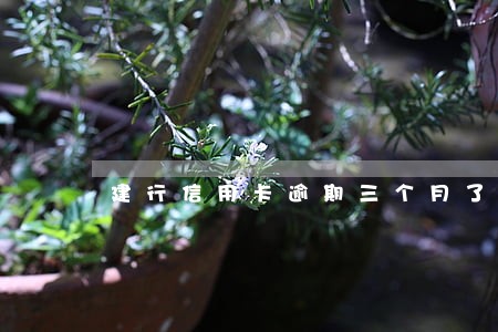 建行信用卡逾期三个月了