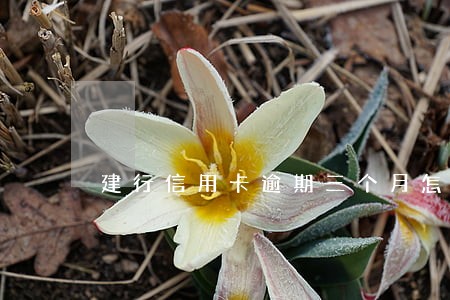 建行信用卡逾期三个月怎么解决 建行信用卡逾期三个月怎么解决
