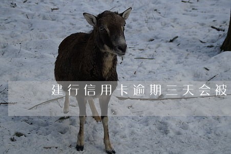 建行信用卡逾期三天会被冻结 建行信用卡逾期三天会被冻结