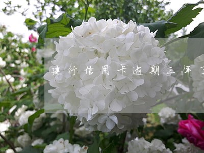 建行信用卡逾期三年了 建行信用卡逾期三年了