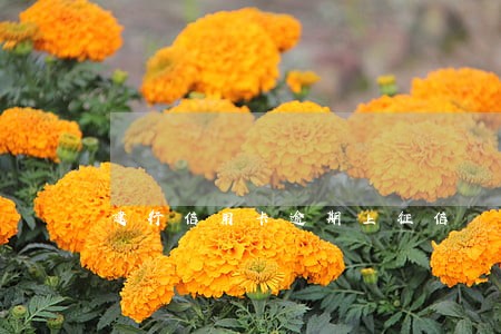 建行信用卡逾期上征信 建行信用卡逾期上征信