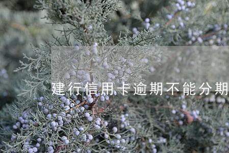 建行信用卡逾期不能分期 建行信用卡逾期不能分期