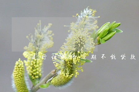 建行信用卡逾期不能贷款吗