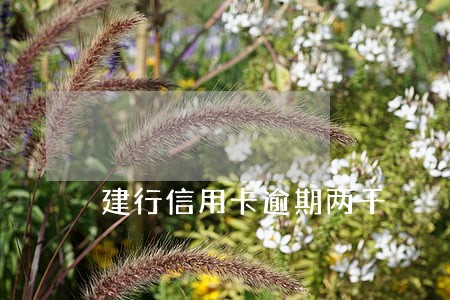建行信用卡逾期两千 建行信用卡逾期两千