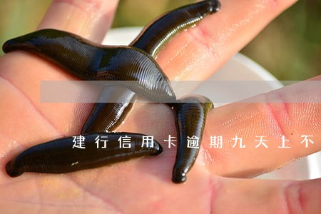 建行信用卡逾期九天上不上征信 建行信用卡逾期九天上不上征信