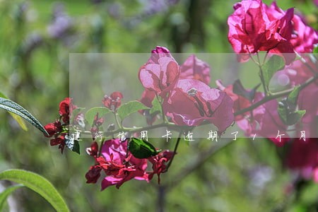 建行信用卡逾期了1个月 建行信用卡逾期了1个月