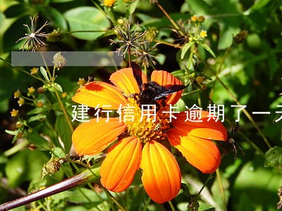 建行信用卡逾期了一天再刷卡