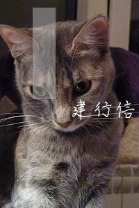 建行信用卡逾期了但是我一直在还