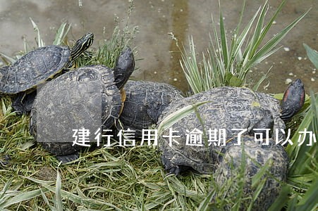 建行信用卡逾期了可以办分期吗 建行信用卡逾期了可以办分期吗
