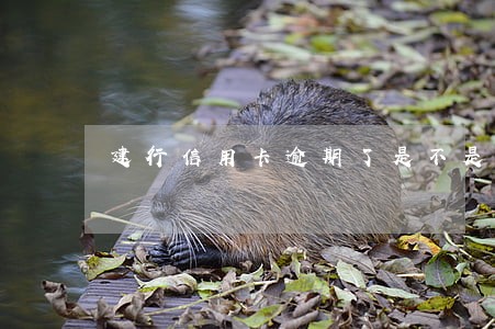 建行信用卡逾期了是不是要还清