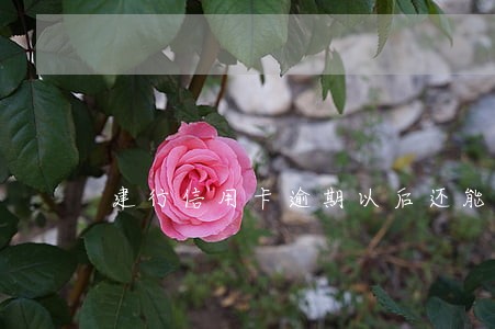 建行信用卡逾期以后还能用吗 建行信用卡逾期以后还能用吗