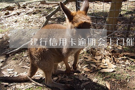 建行信用卡逾期会上门催收 建行信用卡逾期会上门催收
