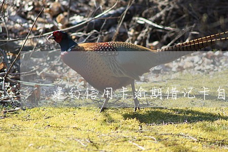 建行信用卡逾期借记卡自动还款