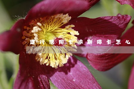 建行信用卡逾期停卡怎么开通