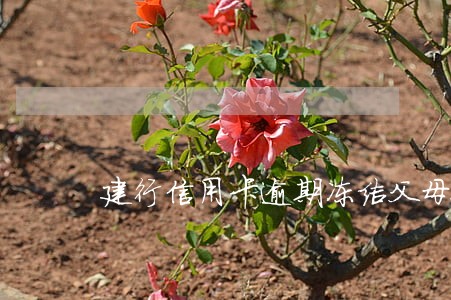 建行信用卡逾期冻结父母银行卡