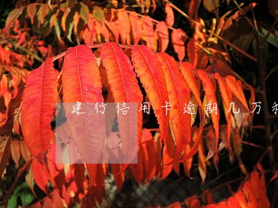 建行信用卡逾期几万利息能减免吗 建行信用卡逾期几万利息能减免吗