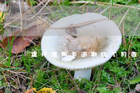 建行信用卡逾期几个月会自动扣款