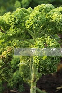 建行信用卡逾期几天就扣储蓄卡 建行信用卡逾期几天就扣储蓄卡
