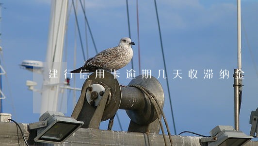 建行信用卡逾期几天收滞纳金