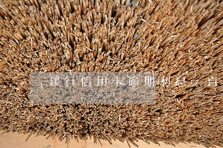 建行信用卡逾期利息一直涨怎么办