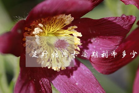 建行信用卡逾期利率多少钱 建行信用卡逾期利率多少钱