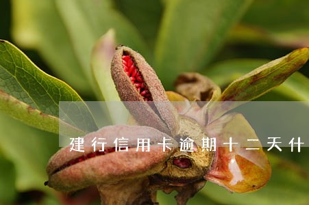 建行信用卡逾期十二天什么后果