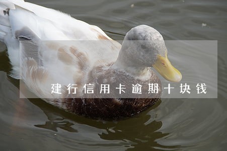 建行信用卡逾期十块钱 建行信用卡逾期十块钱