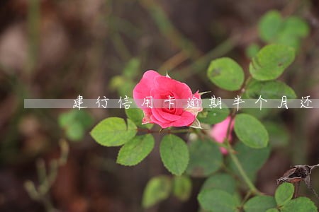 建行信用卡逾期半个月还款