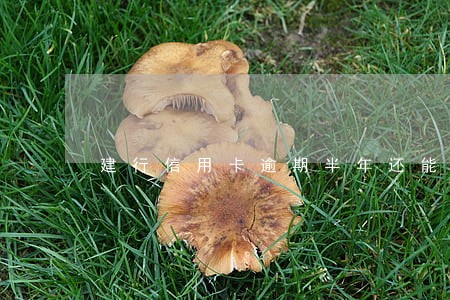 建行信用卡逾期半年还能再申请吗 建行信用卡逾期半年还能再申请吗