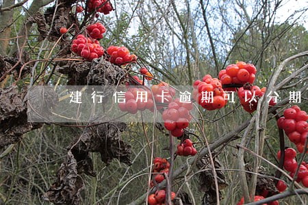建行信用卡逾期可以分期还吗 建行信用卡逾期可以分期还吗