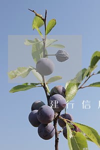 建行信用卡逾期可以办分期通吗 建行信用卡逾期可以办分期通吗