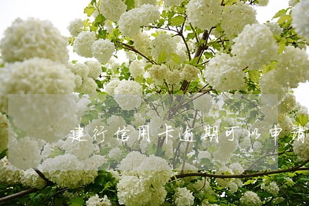 建行信用卡逾期可以申请分期吗
