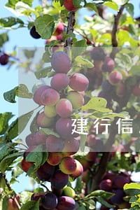 建行信用卡逾期可以销记录么 建行信用卡逾期可以销记录么