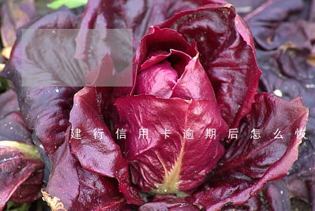 建行信用卡逾期后怎么恢复征信 建行信用卡逾期后怎么恢复征信