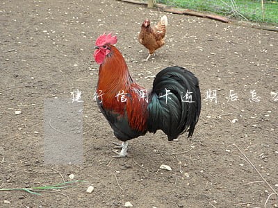 建行信用卡逾期后怎么申请开卡 建行信用卡逾期后怎么申请开卡