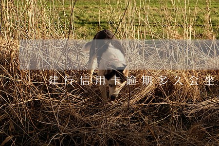 建行信用卡逾期多久会坐牢吗 建行信用卡逾期多久会坐牢吗