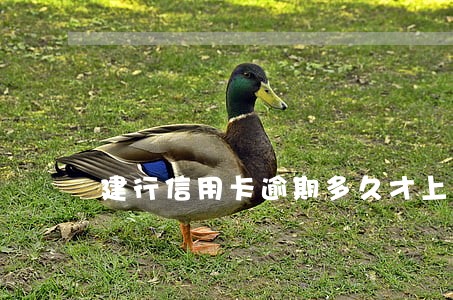 建行信用卡逾期多久才上门 建行信用卡逾期多久才上门
